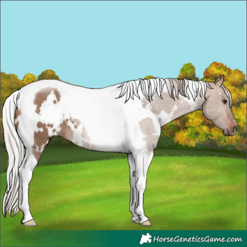 Horse Color:White Spotted Silver Brown Dun Tobiano 