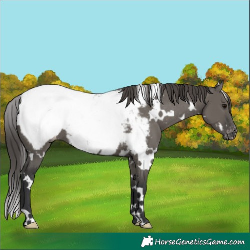 Horse Color:White Spotted Grullo Appaloosa 
