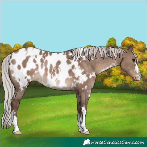 Horse Color:White Spotted Silver Grullo Appaloosa