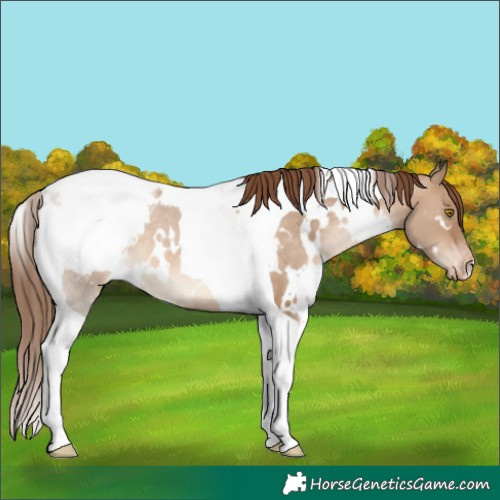 Horse Color:White Spotted Brown Pearl Dun Tobiano Appaloosa