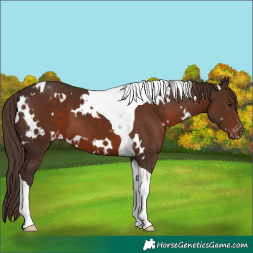 Horse Color:White Spotted Liver Chestnut Tobiano Appaloosa