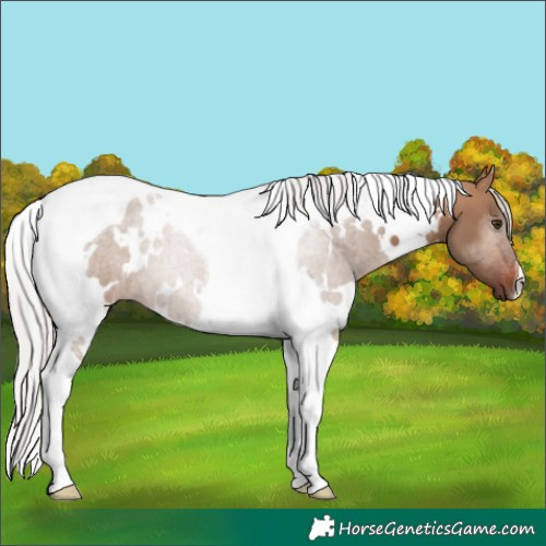 Horse Color:White Spotted Silver Brown Dun Tobiano 
