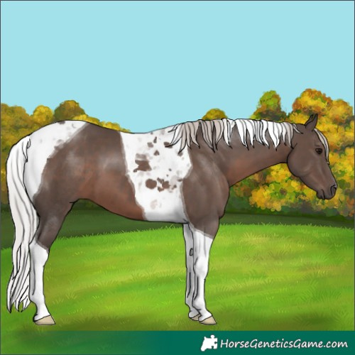 Horse Color:Silver Black Tobiano 