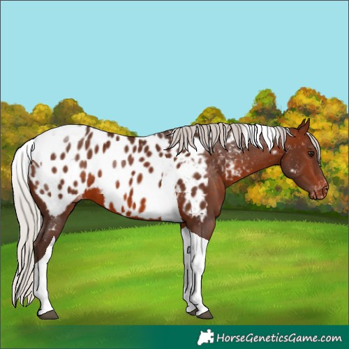 Horse Color:Silver Brown Tobiano Appaloosa