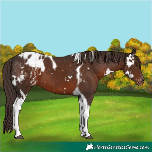 Horse Color:White Spotted Liver Chestnut Tobiano Appaloosa 
