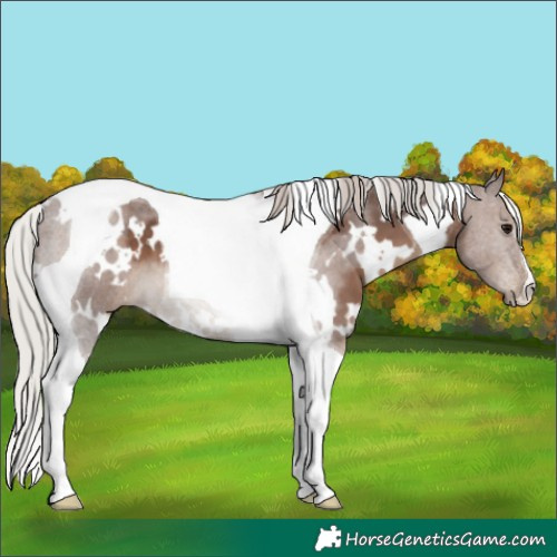 Horse Color:White Spotted Silver Black Tobiano