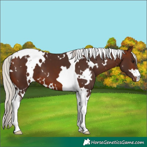 Horse Color:White Spotted Silver Brown Tobiano Appaloosa