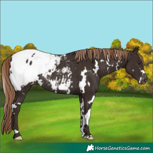 Horse Color:White Spotted Liver Chestnut Appaloosa Rabicano 