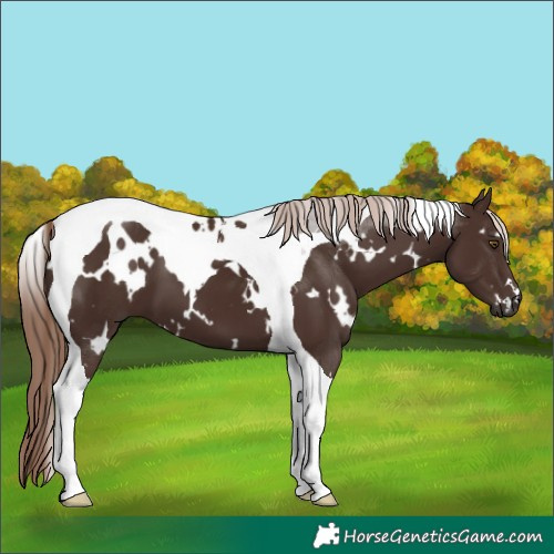 Horse Color:White Spotted Liver Chestnut Tobiano 
