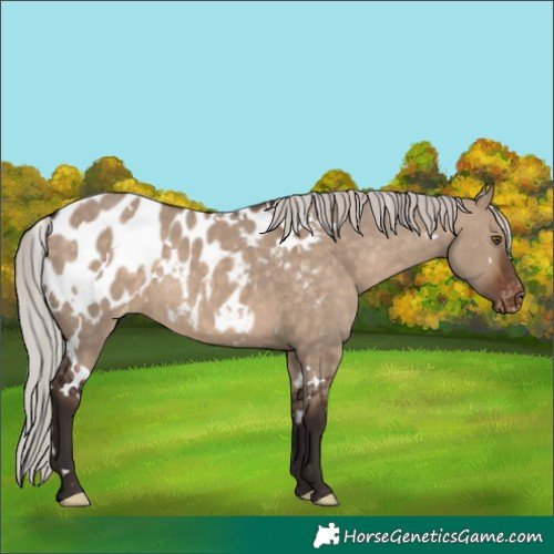 Horse Color:White Spotted Silver Brown Dun Appaloosa 