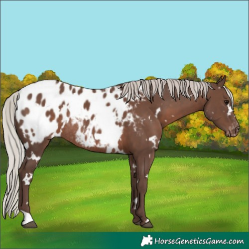 Horse Color:White Spotted Silver Black Appaloosa Rabicano 