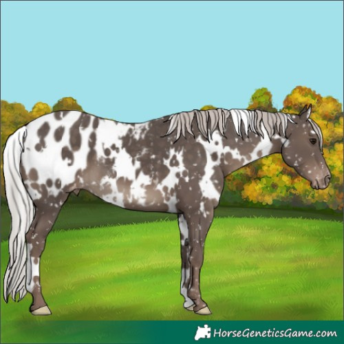 Horse Color:White Spotted Silver Black Blanket