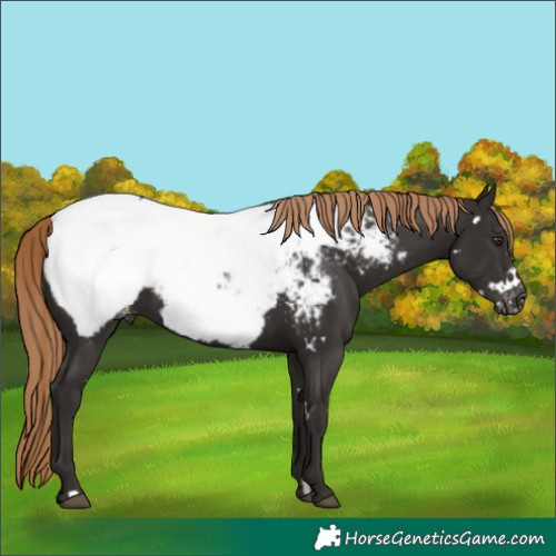 Horse Color:White Spotted Liver Chestnut Near Fewspot