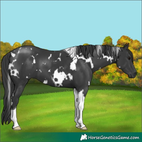 Horse Color:White Spotted Black Tobiano