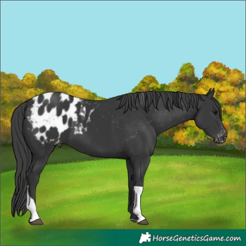 Horse Color:Black Tobiano Blanket 