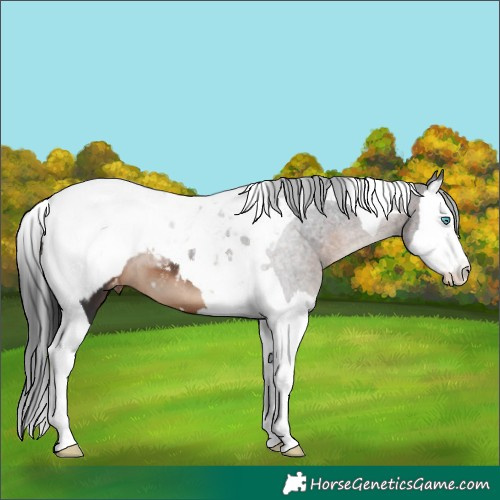 Horse Color:Brown Splash Tobiano Snowcap 