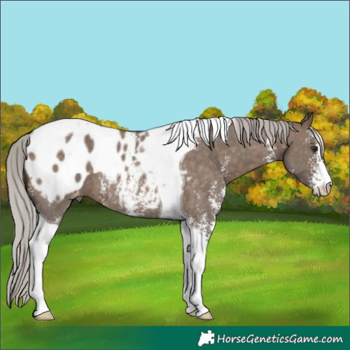 Horse Color:Silver Brown Dun Sabino Tobiano Blanket 