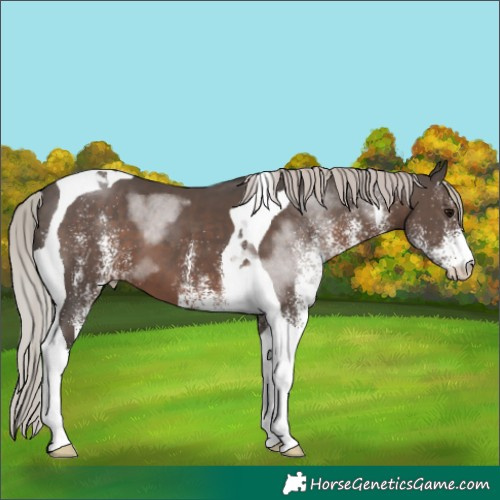 Horse Color:White Spotted Silver Black Tobiano