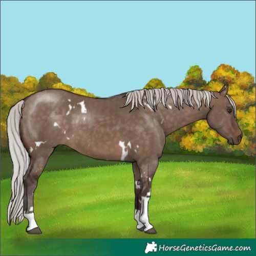 Horse Color:White Spotted Silver Brown Dun Tobiano 