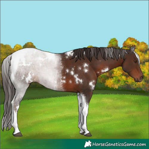 Horse Color:White Spotted Liver Chestnut Tobiano 