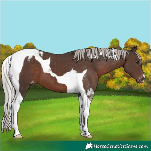 Horse Color:Silver Black Tobiano Varnish