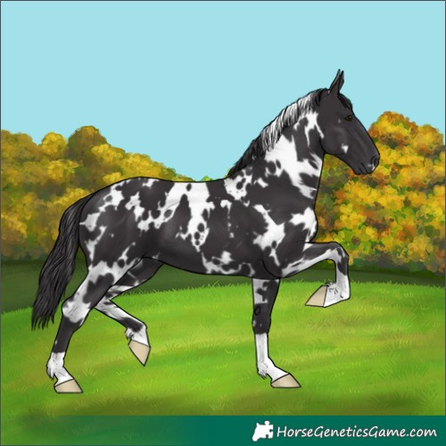 Horse Color:White Spotted Smoky Black 
