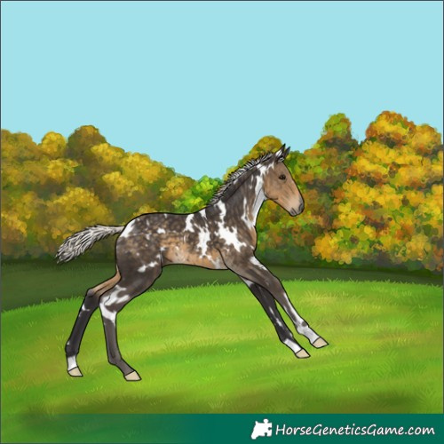 Horse Color:White Spotted Silver Smoky Black 