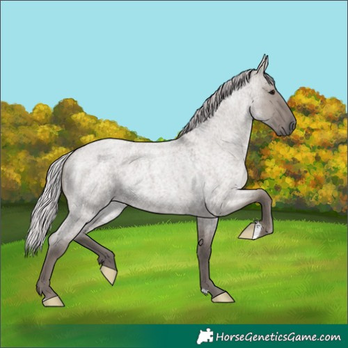 Horse Color:Platinum Silver Grullo Roan