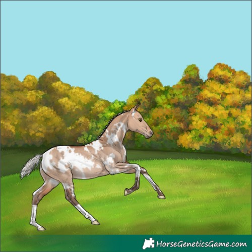 Horse Color:White Spotted Silver Bay Dun Rabicano 