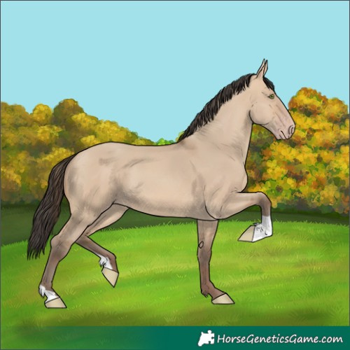 Horse Color:Amber Champagne Dun