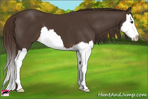 Horse Color:Liver Chestnut Splash