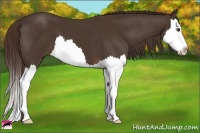 Horse Color:Liver Chestnut Splash 