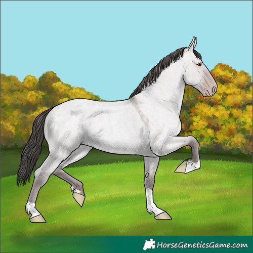 Horse Color:Platinum Classic Champagne Roan Dun