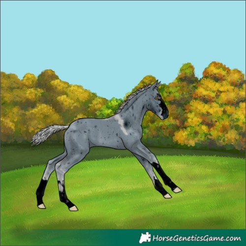 Horse Color:ERROR: UNKNOWN ANOMALY