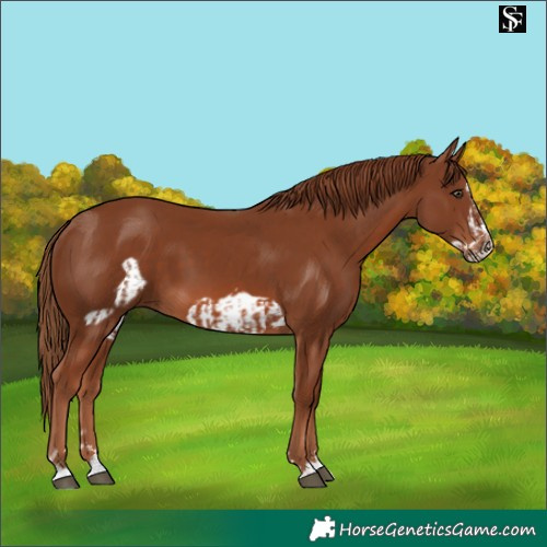 Horse Color:Chestnut and Chestnut Frame