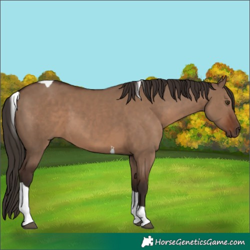 Horse Color:Liver Red Dun Tobiano
