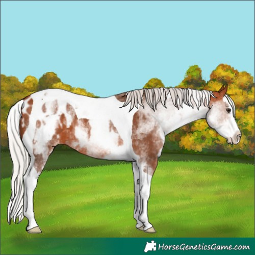 Horse Color:White Spotted Silver Bay Splash Tobiano Blanket