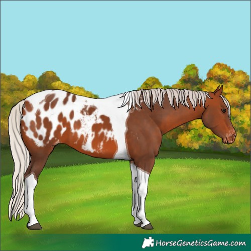 Horse Color:Silver Brown Tobiano Blanket