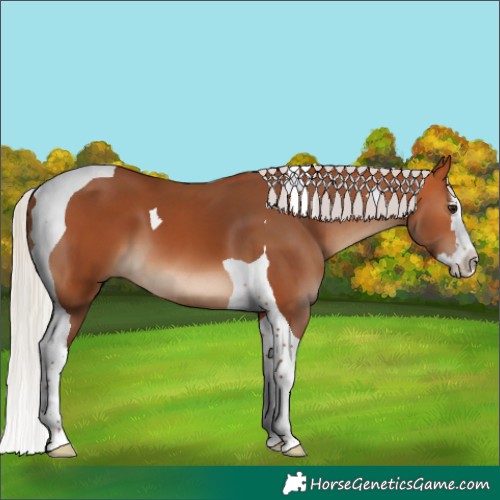 Horse Color:Silver Bay Splash Tobiano