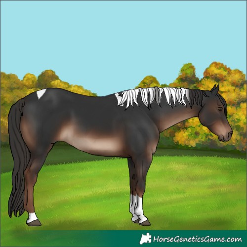 Horse Color:Liver Chestnut Tobiano Rabicano