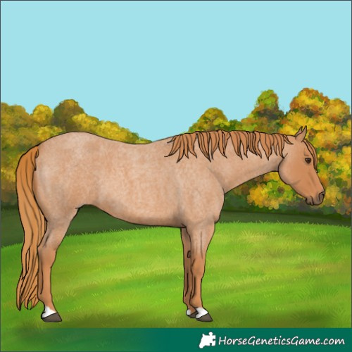 Horse Color:Red Roan 