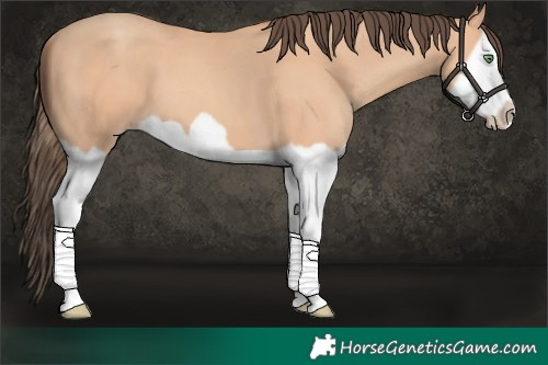 Horse Color:Amber Champagne Splash Frame