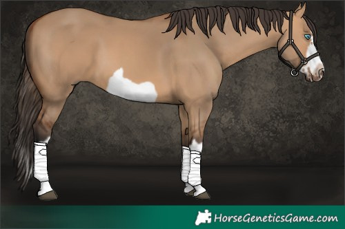 Horse Color:Bay Dun Splash Frame