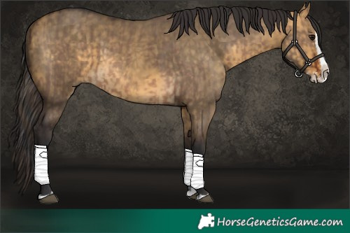 Horse Color:Brown Dun Splash and Buckskin Dun Splash