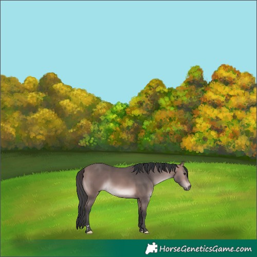 Horse Color:Platinum Bay