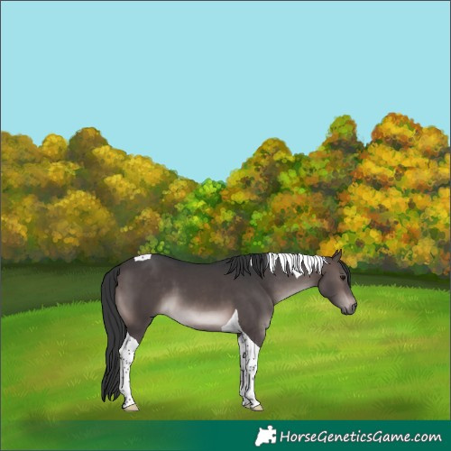 Horse Color:Platinum Brown Tobiano