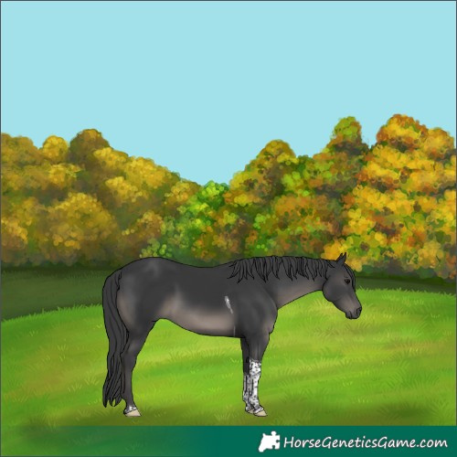 Horse Color:Platinum Black Tobiano