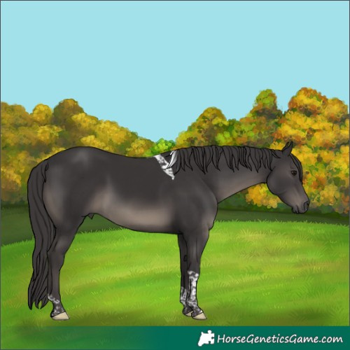 Horse Color:Smoky Black Tobiano