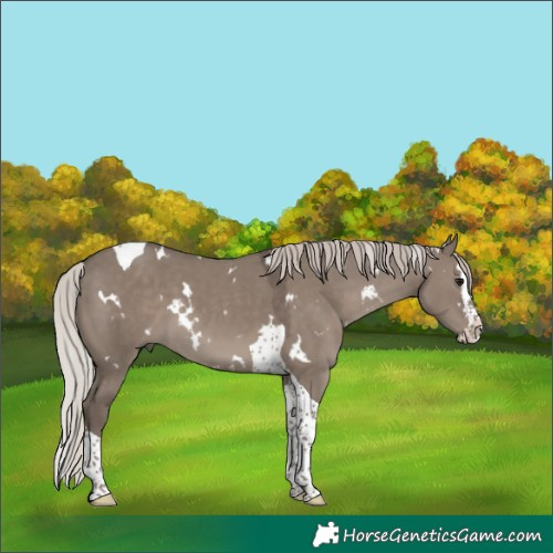 Horse Color:White Spotted Silver Grullo Splash Tobiano 