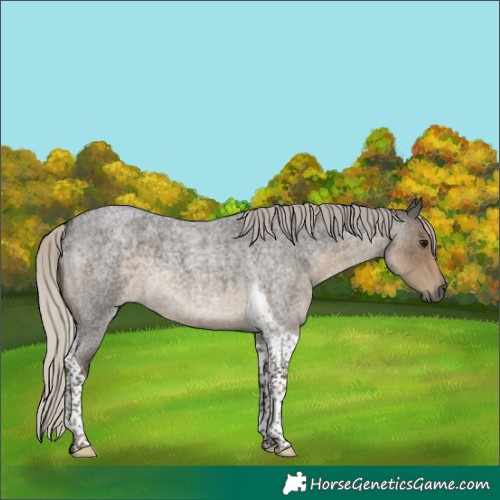 Horse Color:Silver Smoky Blue Roan Tobiano
